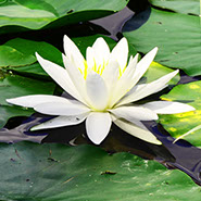 Reiki