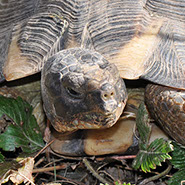 Tierkommunikation